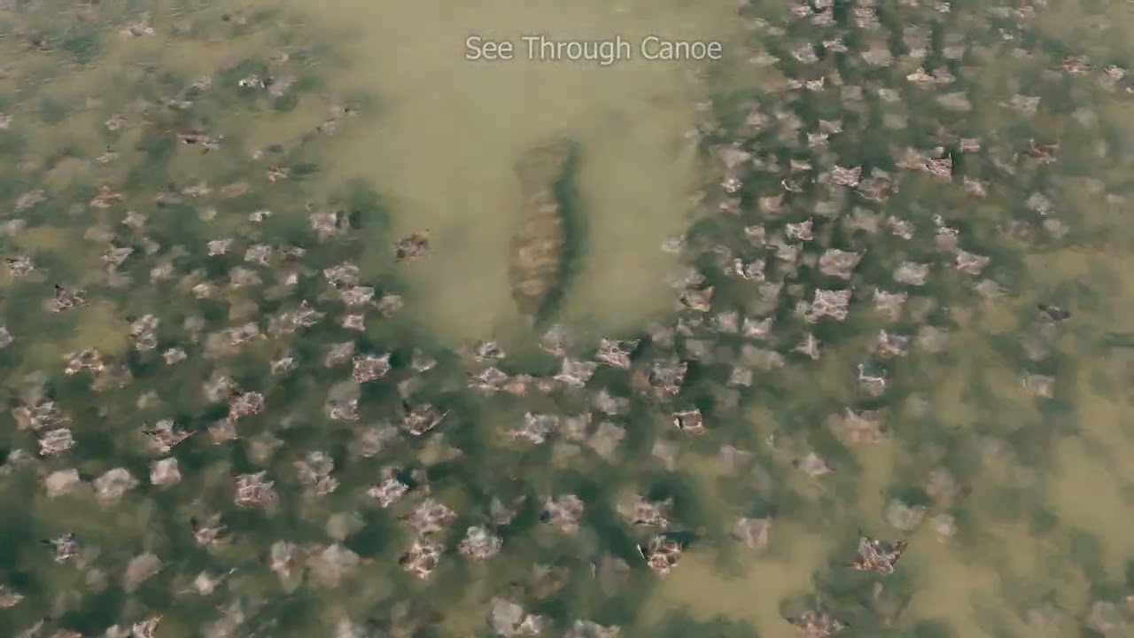 Another Manatee Swimming Through A Huge Group of Cownose Rays in St Petersburg, Florida