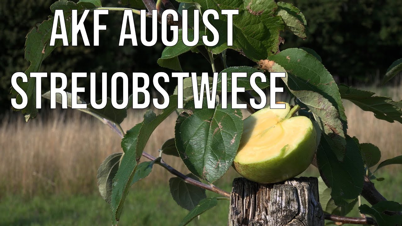 Große Verkostung | OKF Wiese August | Wiesenvlog #013