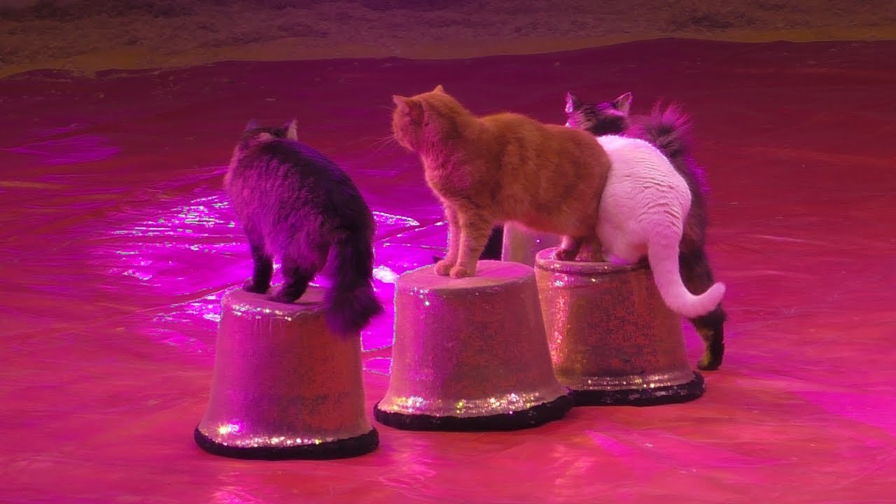 Kerstcircus Ahoy 2019
