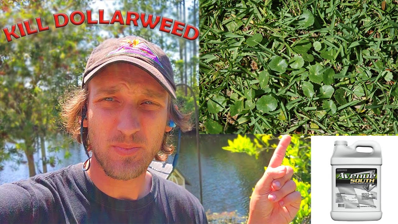 How To Kill And Prevent Dollarweed In Your Lawn!! (St. Augustine, Zoyisa Grass)