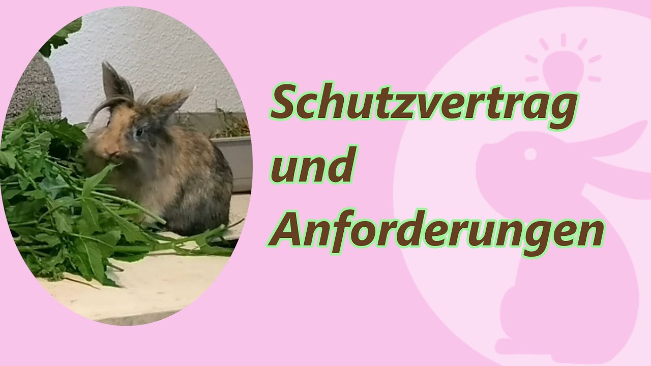 Kaninchen als Haustier - unsere Vorbereitung auf Kaninchen aus dem Tierheim