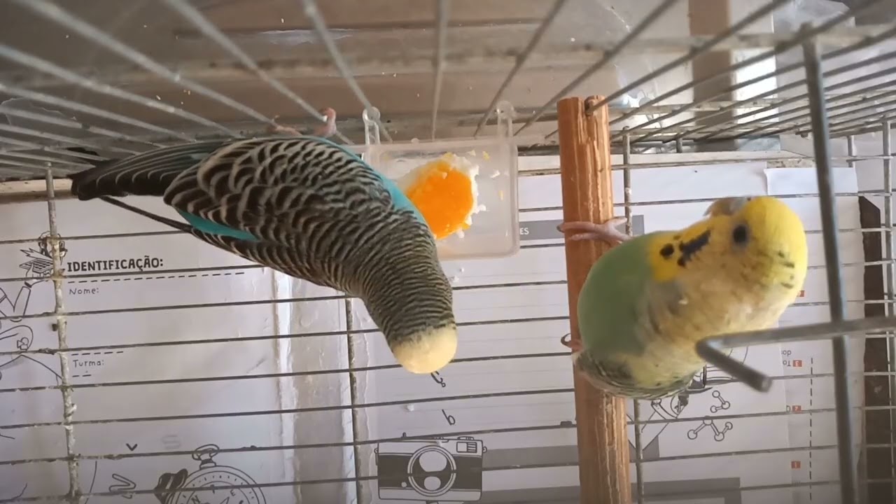 Periquitos australianos #birds #pets #aves #parrot