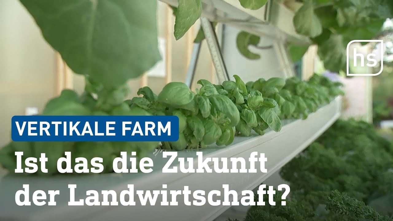 Vertikale Farm in Südhessen: Hoch hinaus mit Pflanzen | hessenschau