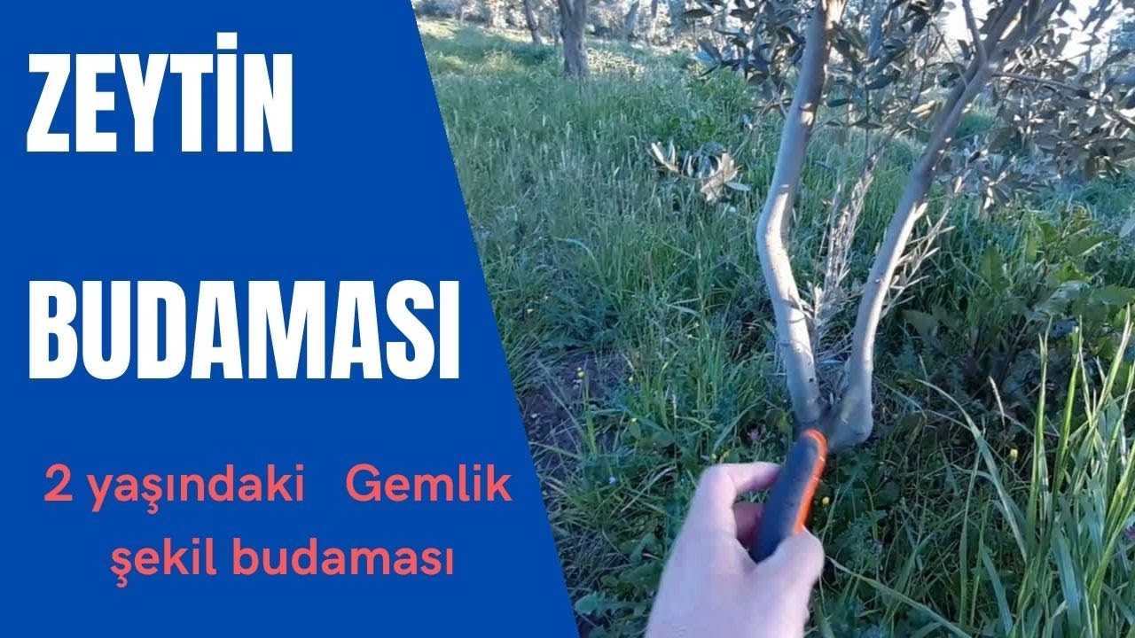 MART 2021 // 2 Yaşındaki Gemlik zeytin şekil budaması
