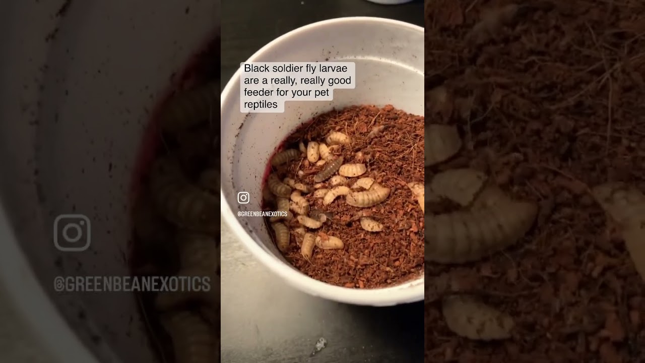 Black Solider Fly Larvae for reptiles (aka calciworms or phoenix worms)