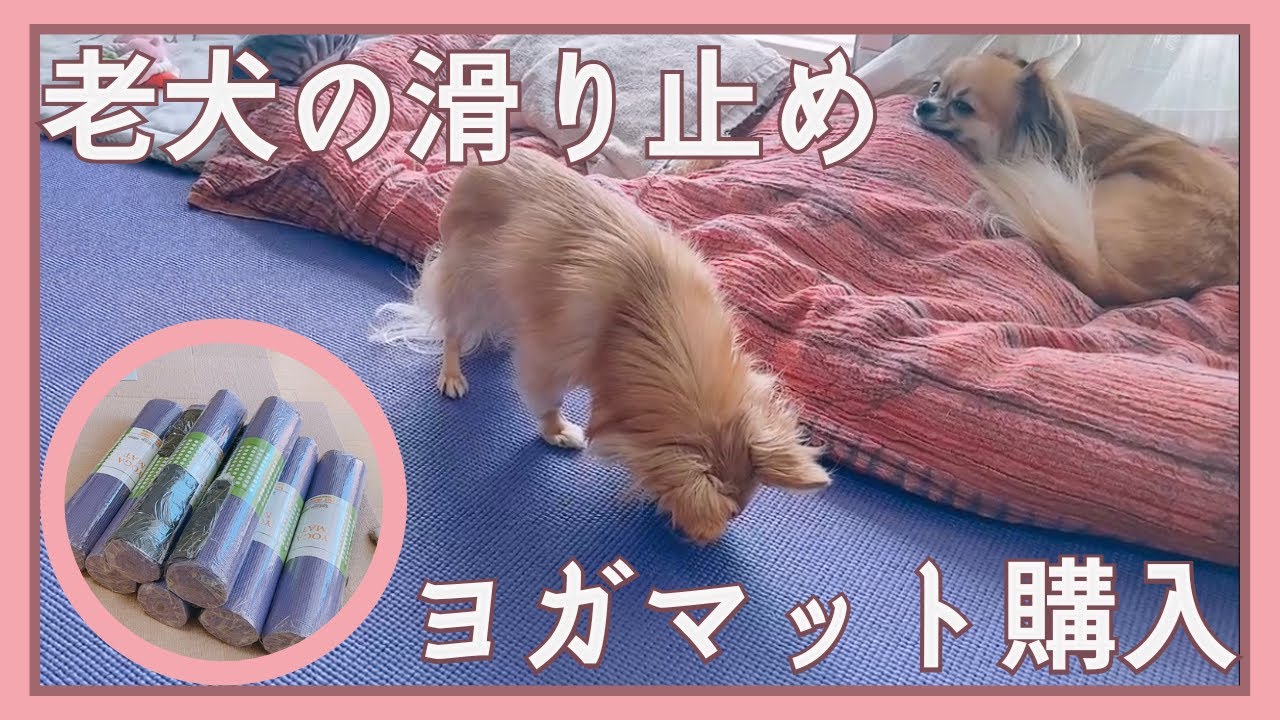 【老犬の滑り止め対策】1枚650円のヨガマットを敷き詰めてみた