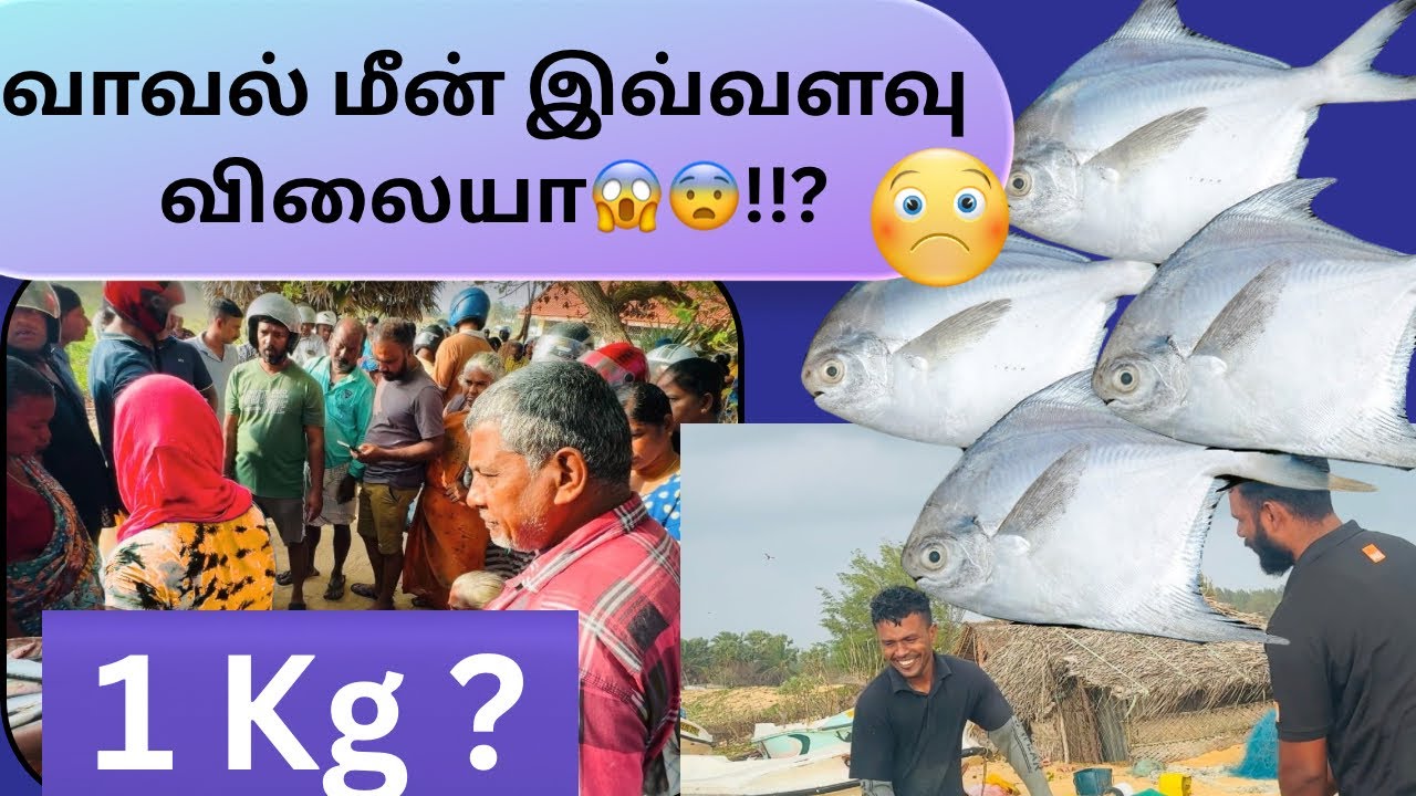வாவல் மீனின் விலையால் சம்மாட்டி செய்த செயல் 😀| Fishing Life | Meenavan | #tamilvlog  #villagelife 