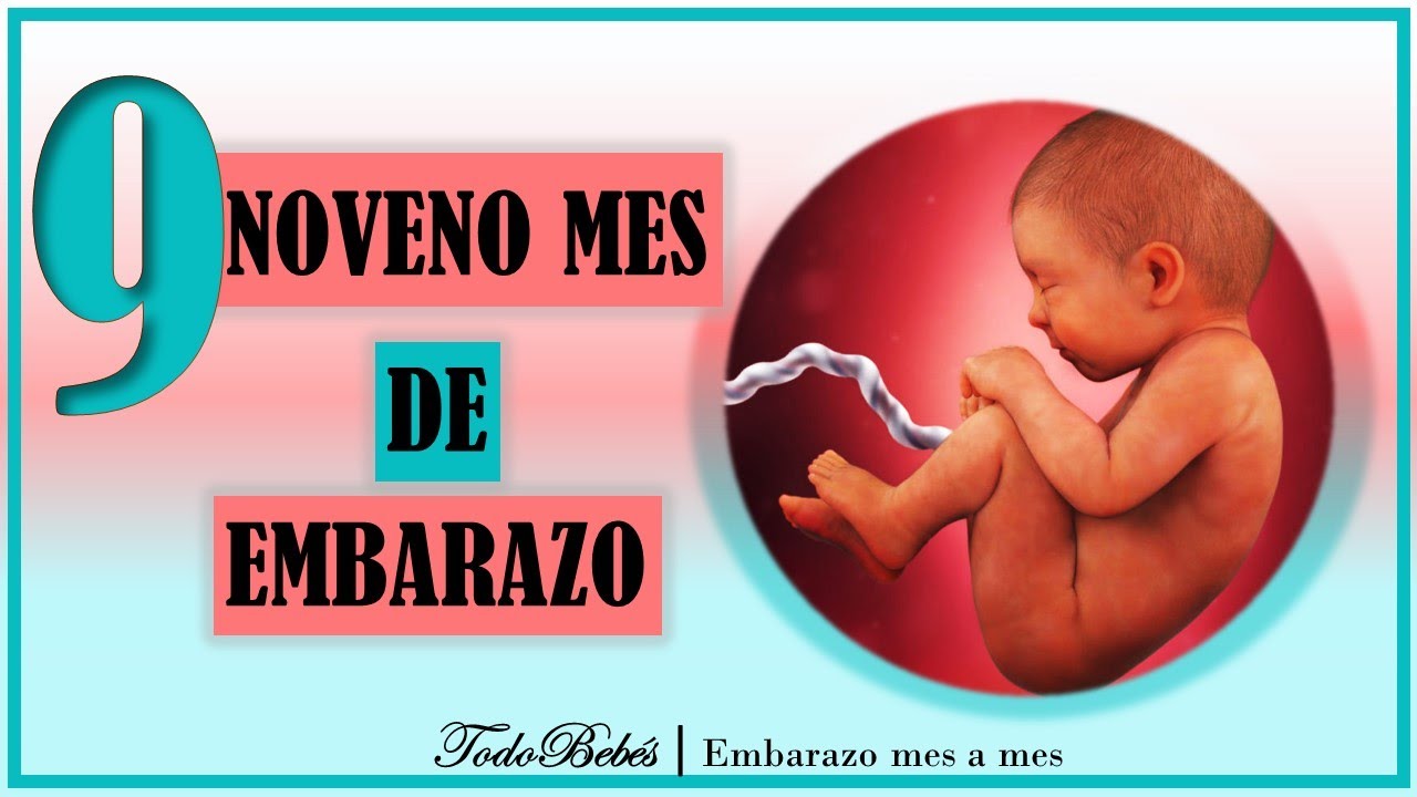 ❤️ NOVENO MES DE EMBARAZO🤰 ⏩ SEMANA 36 a 40 ⏩ TERCER TRIMESTRE ⏩ Desarrollo y Evolución del Bebe