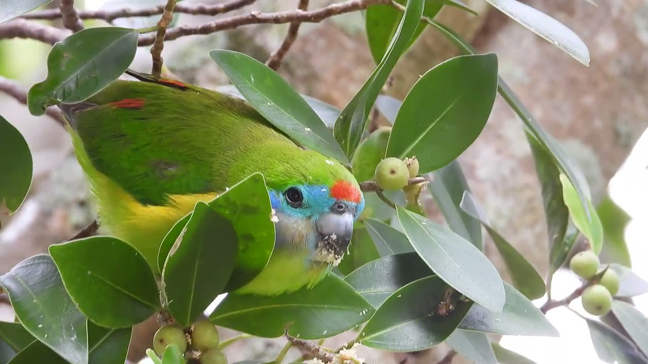 Double eyed Fig Parrot 09072023