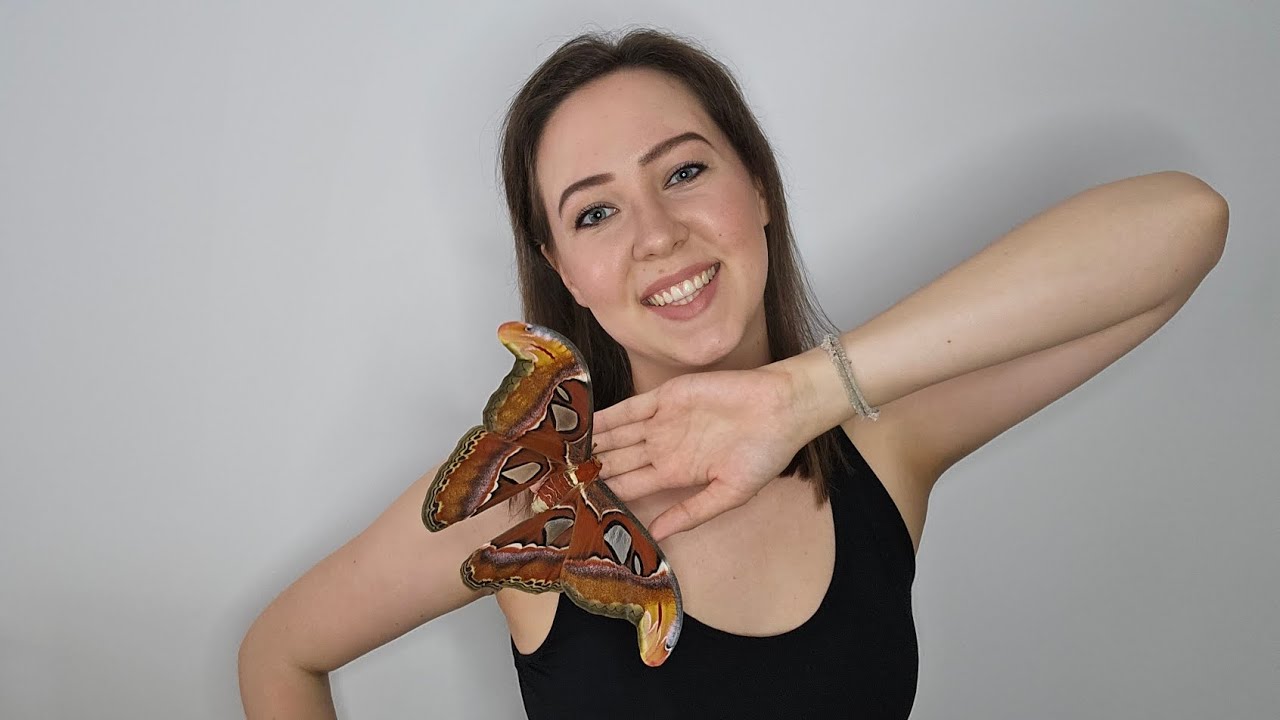 Tarts lepkét Te is! Avagy lepketartás otthon. 🦋