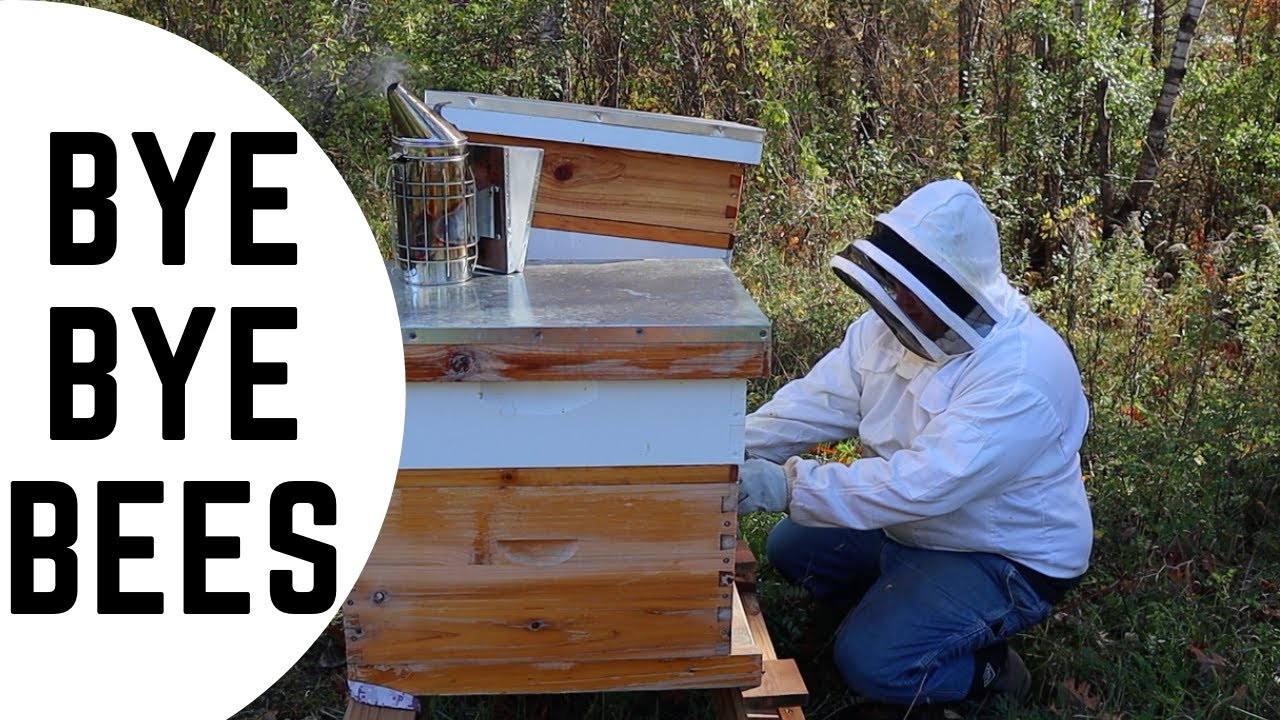 Minnesota Bees getting ready for Winter