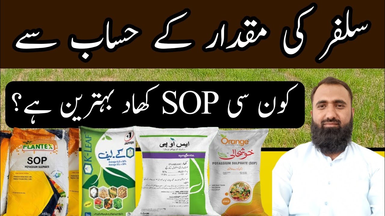 Which is the Best SOP Fertilizer in respect of Sulphur Content || Bilal Kanju Official