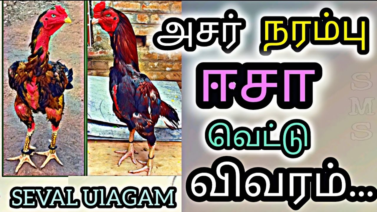 அசர்,ஈசா, நர்மபு க்ராஸ்வெட் பற்றிய தகவல் இதற்கு எப்படி ரியாக்ஷன் பன்னும் சேவல்கள்