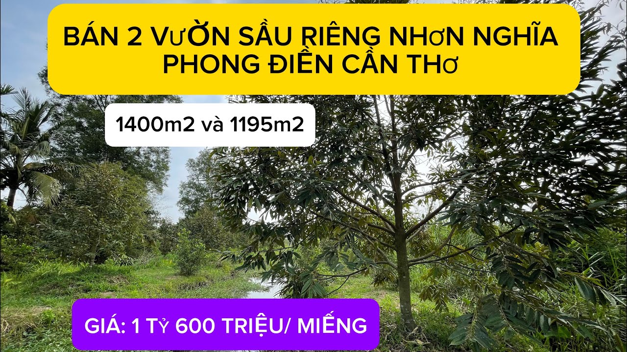 BÁN 2 MIẾNG VƯỜN SẦU RIÊNG GIÁ RẺ NHƠN NGHĨA PHONG ĐIỀN CẦN THƠ GẦN TRUNG TÂM CẦN THƠ.