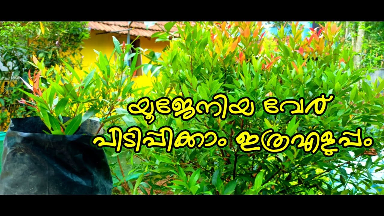 യൂജേനിയ വേര് പിടിപ്പിക്കാം ഇത്രഎളുപ്പം|Eugenia rooting tips|Alangara plantations|gardening Malayalam