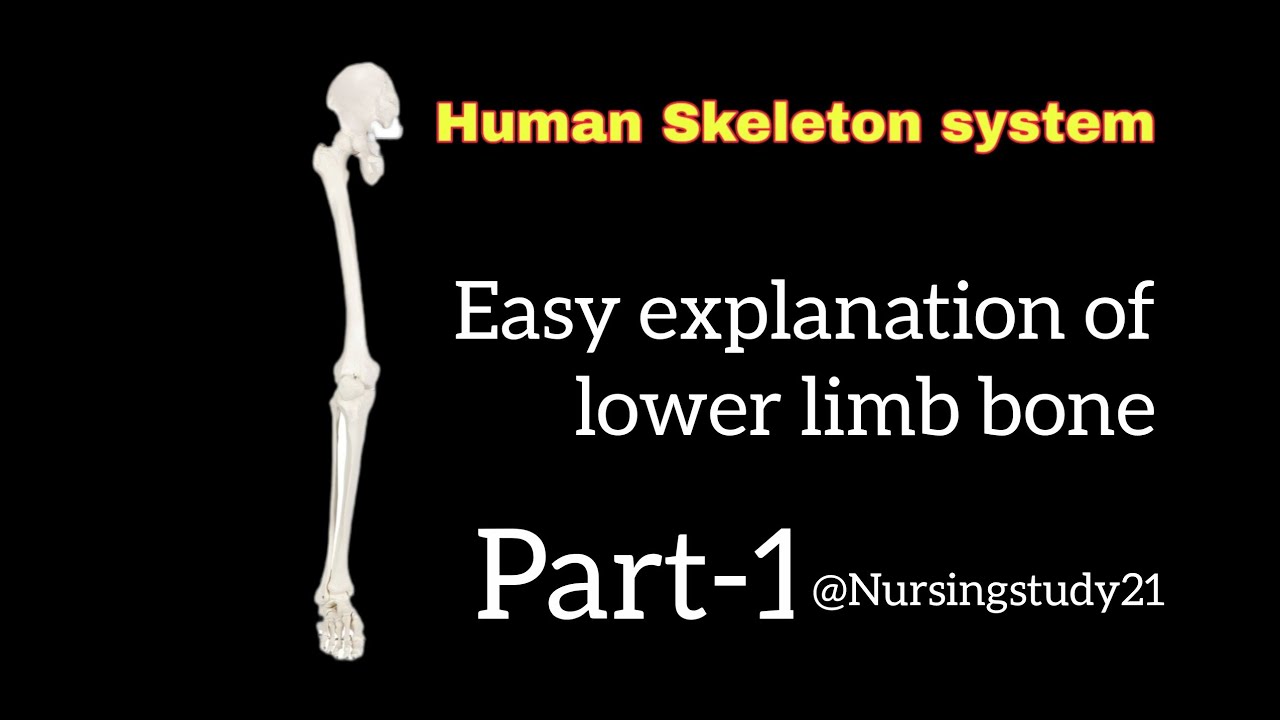 Easy explanation of lower  limb 🦵 bone 🦴...Part -1 ....#skeleton #medicosstuff #medicos 