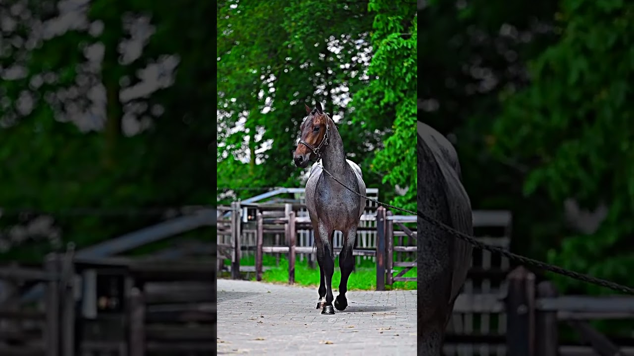 Never seen a bay roan warmblood? Let me fix that