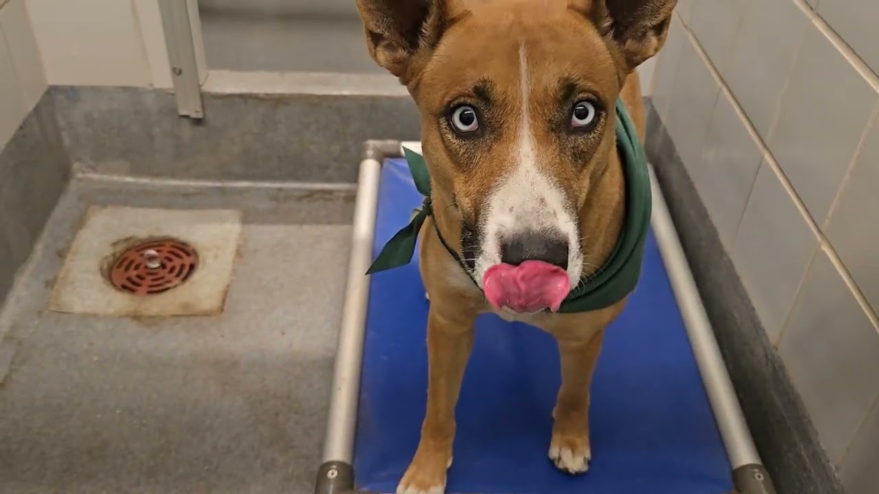 Acs A772977