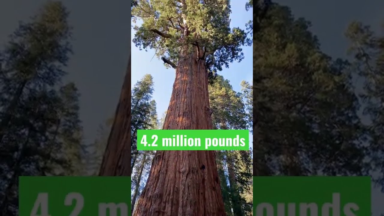 HOW big is the BIGGEST tree in the WORLD?! 🤯 #shorts #nature