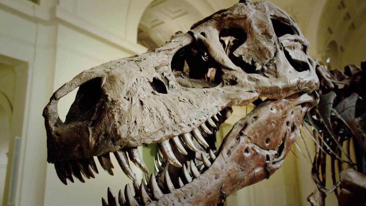 Sue the Dinosaur Finds a New Home in Chicago - Decades TV Network