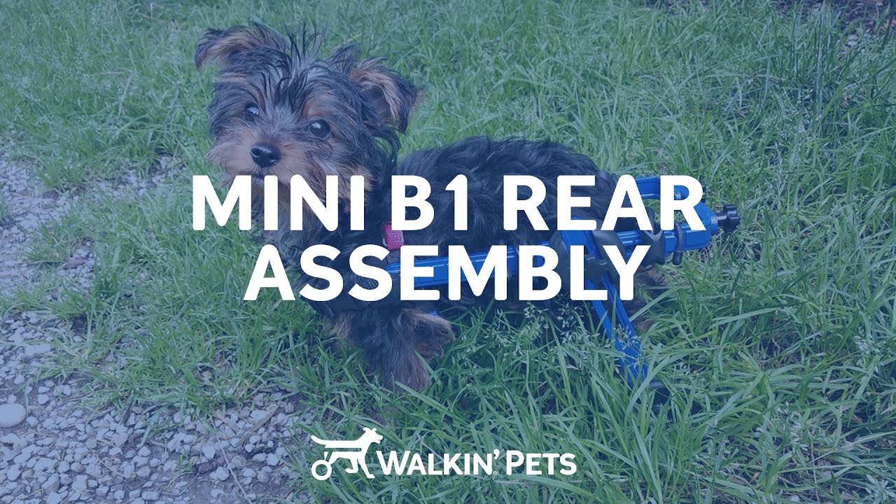 Walkin' Wheels Mini B1 Rear - Instructional Video