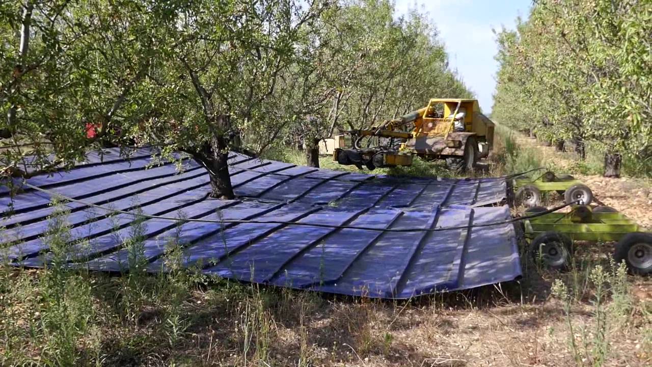 Récolte mécanique des amandes 3