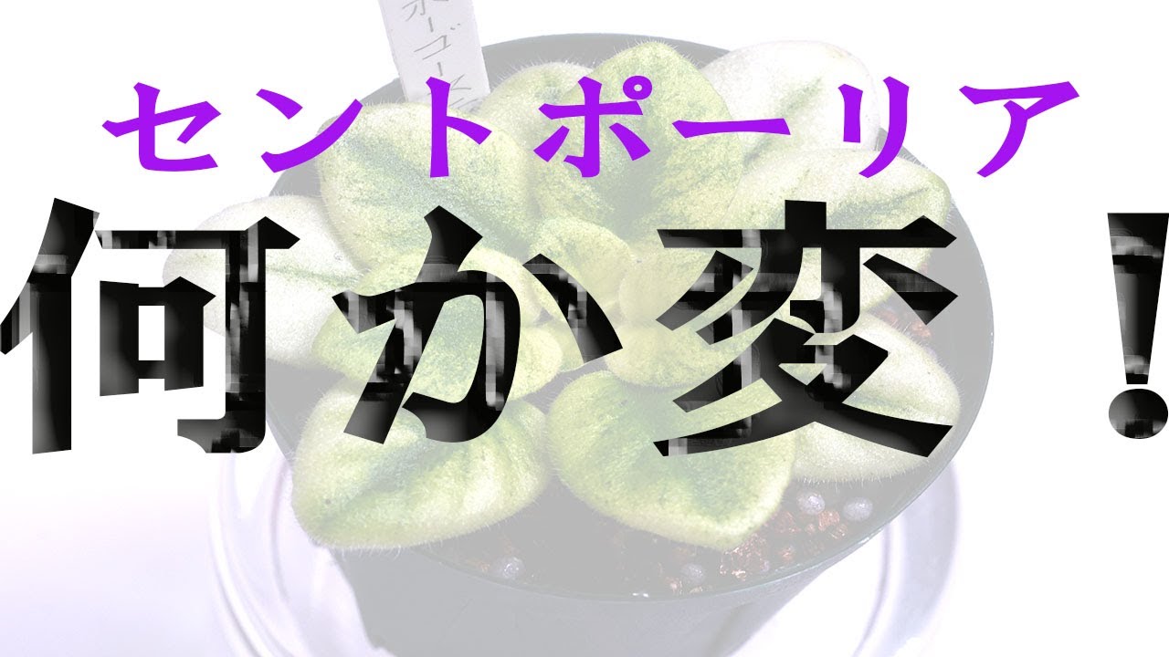 セントポーリア、何か変？を確認する（株分け方法もあり）