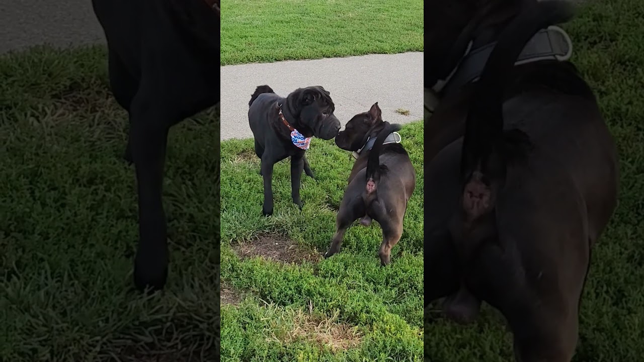 American Bully encounters a Shar Pei Pt1#fyp #foryou #parati #americanbully #sharpei #bully #faceoff