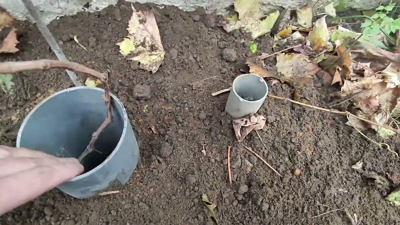 Углубленная посадка винограда, для чего?