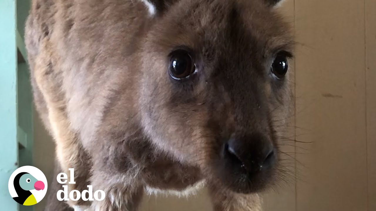 Canguro bebé huérfano conoce a su nueva familia por primera vez | El Dodo