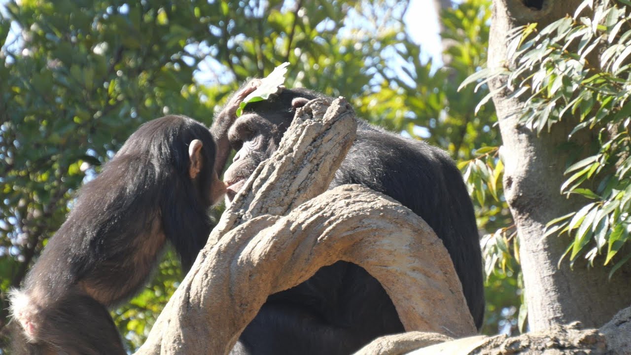 「頭の上に葉っぱをのせると幸せがやってくるよ」コサチ　よこはま動物園ズーラシア　チンパンジー202602