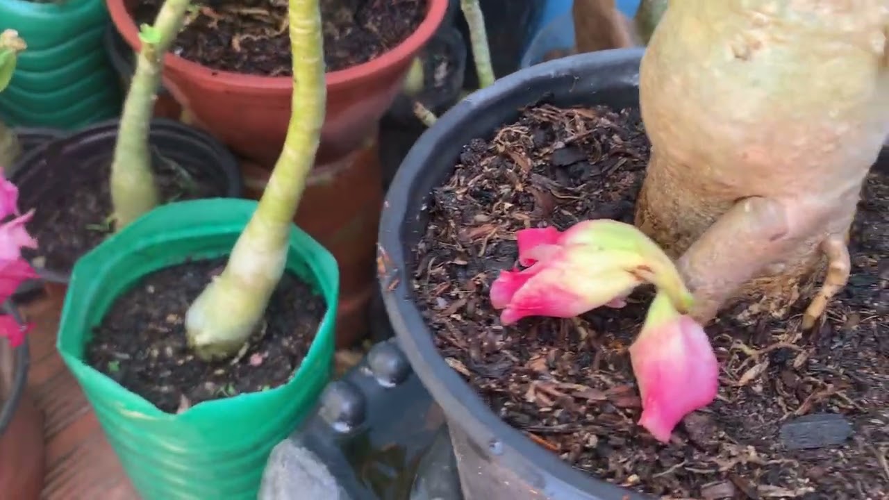 Pessoal vim mostrar a nova flor que abriu como prometido #rosadodeserto 😍👍🏼🫶🏻👏