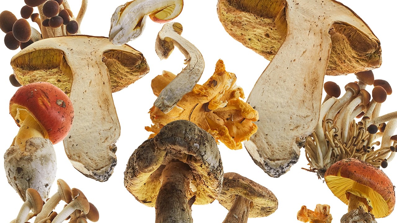 The Gourmand&rsquo;s Mushroom. A Collection of Stories & Recipes
