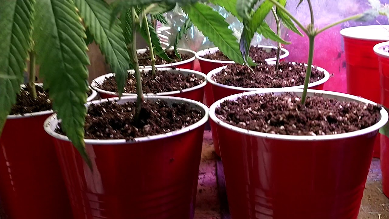 Transplant to Solo Cup - Mini Potting Tutorial and Clone Intro