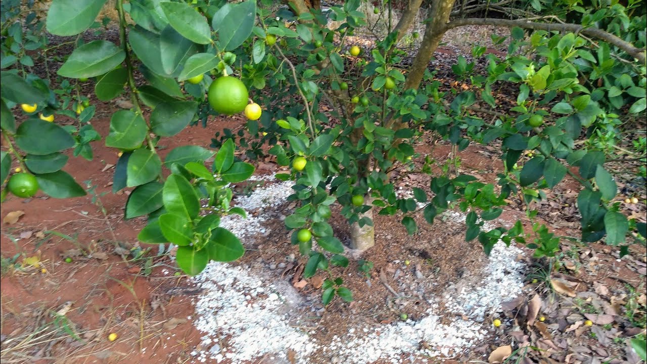 BORRA DE CAFÉ E CINZA DE MADEIRA,O JEITO CERTO DE ADUBAR AS PLANTAS