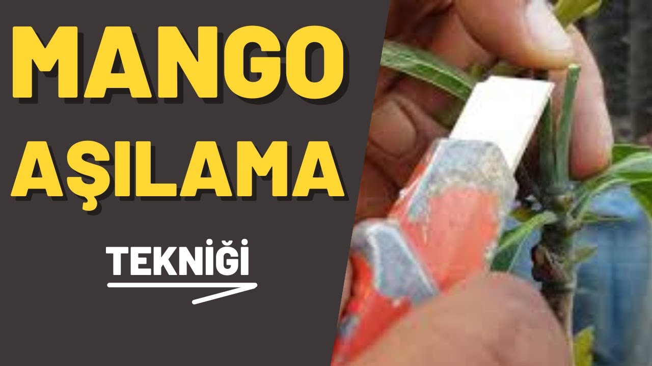 MANGO Aşısı Nasıl Ne Zaman Yapılır ? Mango Grafting #mangokalemaşı #tropikaltoprakalanya