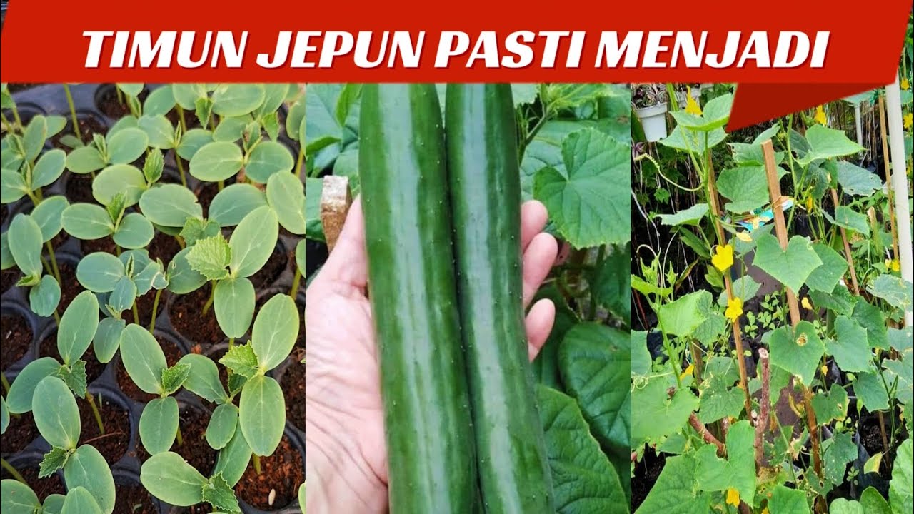 dua cara mudah tanam pokok timun Jepun pasti menjadi #tanaman  #gardening