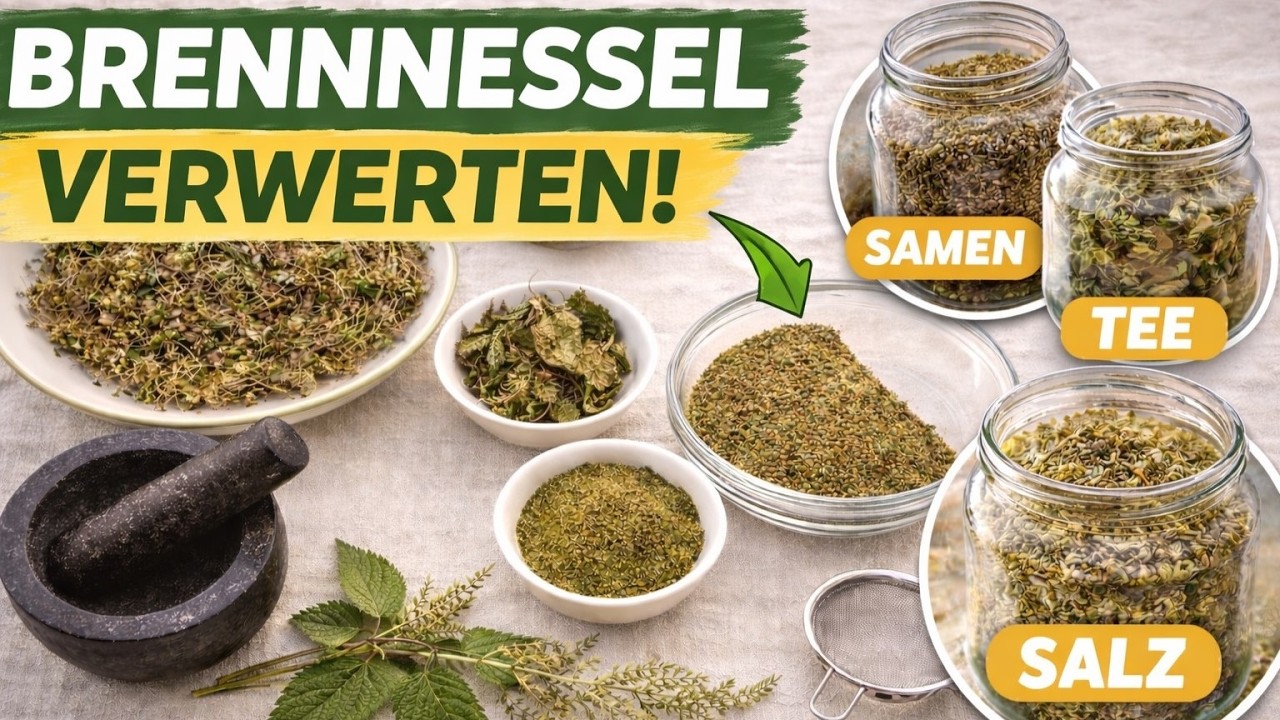 Brennnessseln richtig verarbeiten 🌿 Samen trocknen, Tee, Salz & Jauche selbst machen