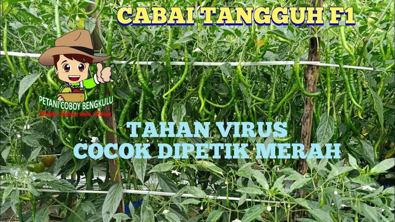 Tangguh F1 Tahan virus, buahnya sangat cocok dipetik merah