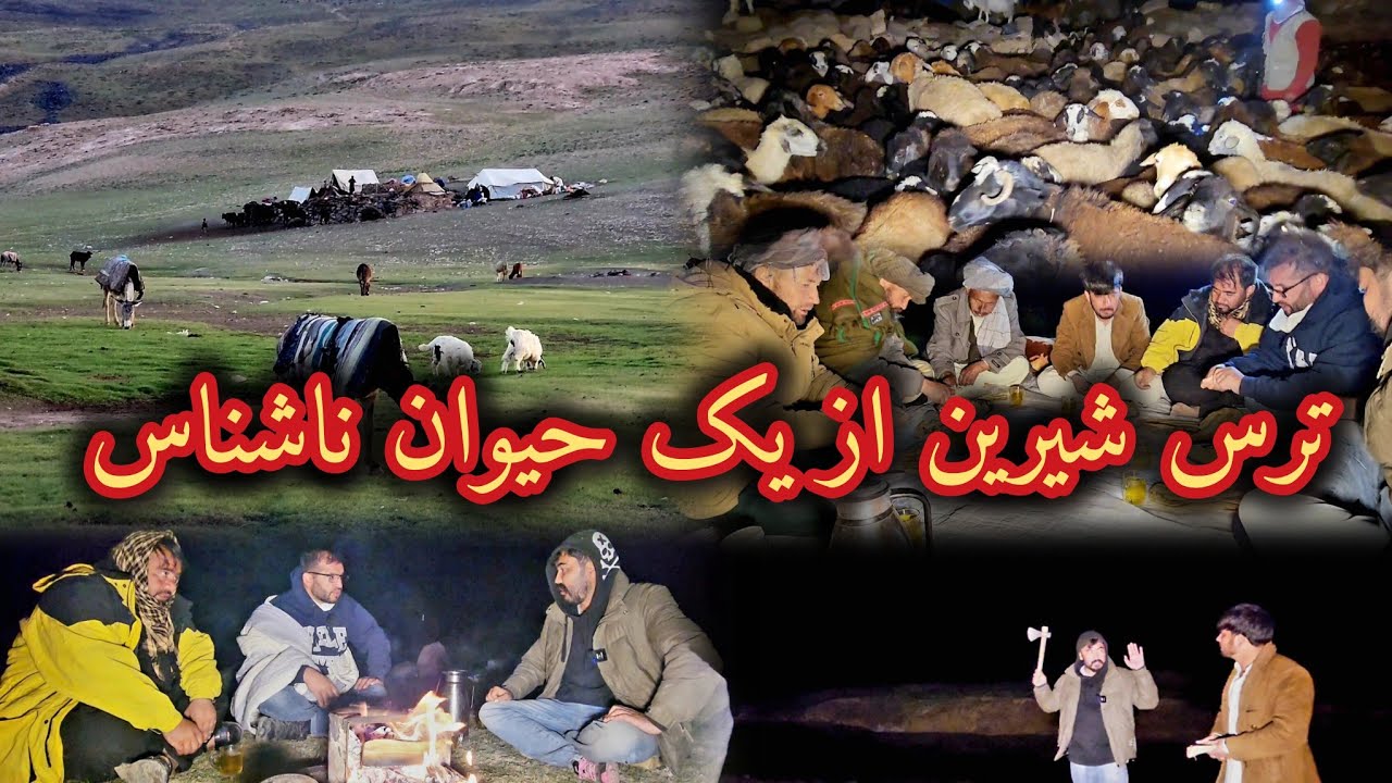 ایلاق نشین ها، چوپان ها آمدن، دوشیدن گوسفندان