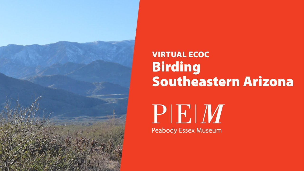 ECOC December 2020 - Birding Southeastern Arizona