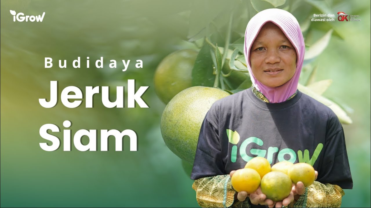 MENGUPAS BUDIDAYA JERUK SIAM