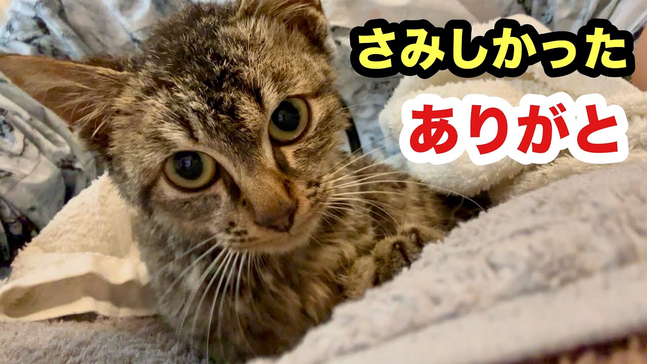 孤独すぎたのかべったり甘えてくれる保護子猫／シャンプーしたらスッキリイケメンでした