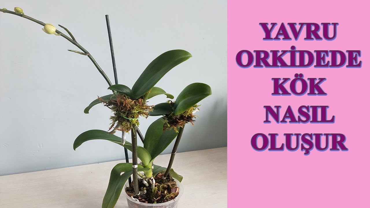 KEİKİ KÖKLENDİRME, YOSUN İLE KEİKİ KÖKLENDİRME, YAVRU ORKİDE KÖKLENDİRME, KEİKİ KURTARMA, SPHAGNUM