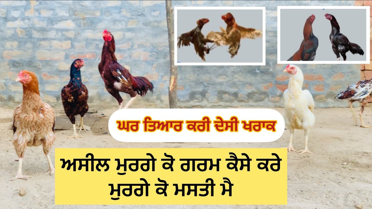 ਅਸੀਲ ਮੁਰਗੇ ਕੋ ਗਰਮ ਕੈਸੇ ਕਰੇ ਮੁਰਗੇ ਕੋ ਮਸਤੀ ਮੈ (aseel murge ko  garam kase kre ( vide dekho ) #shotrs