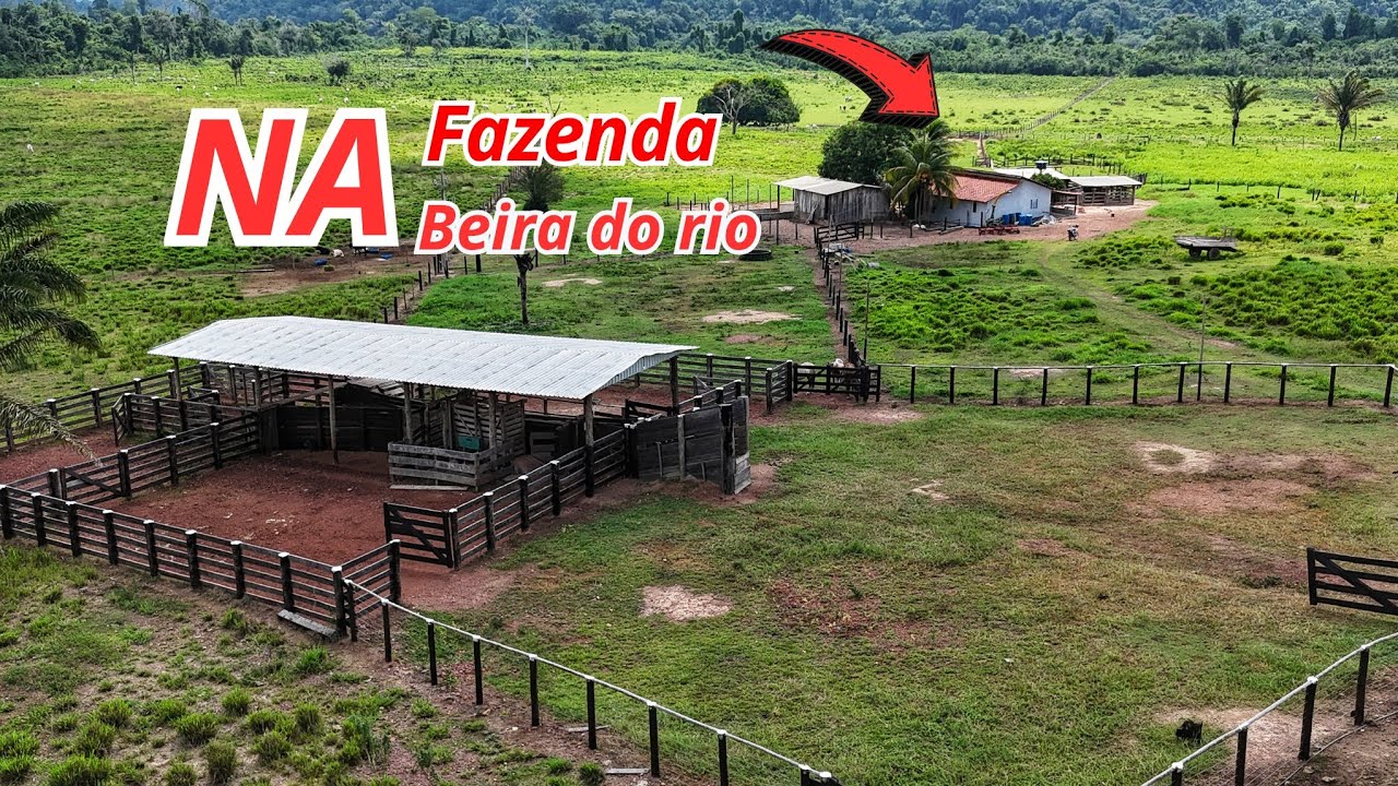 Excelente Fazenda a venda em São Félix do xingu Pará.  60 alqueires/290.4 hactares. 54 km da cidade 