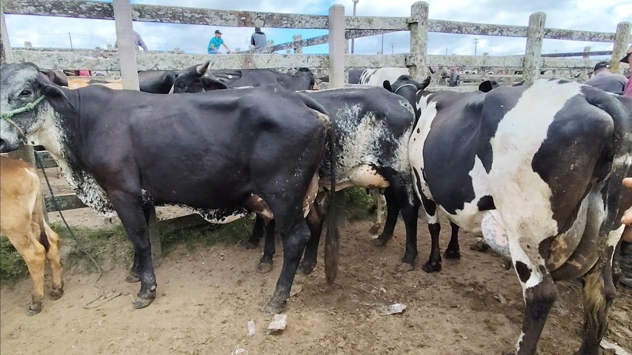 Muitas vacas boa na feira de capoeiras Pernambuco 03 de outubro de 2025