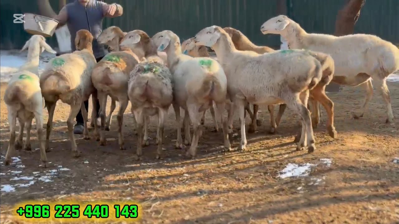 11 БАШ АВГАН КОЙЛОР ЧЫКТЫ😍🙋🏻‍♂️🤝🔥✅