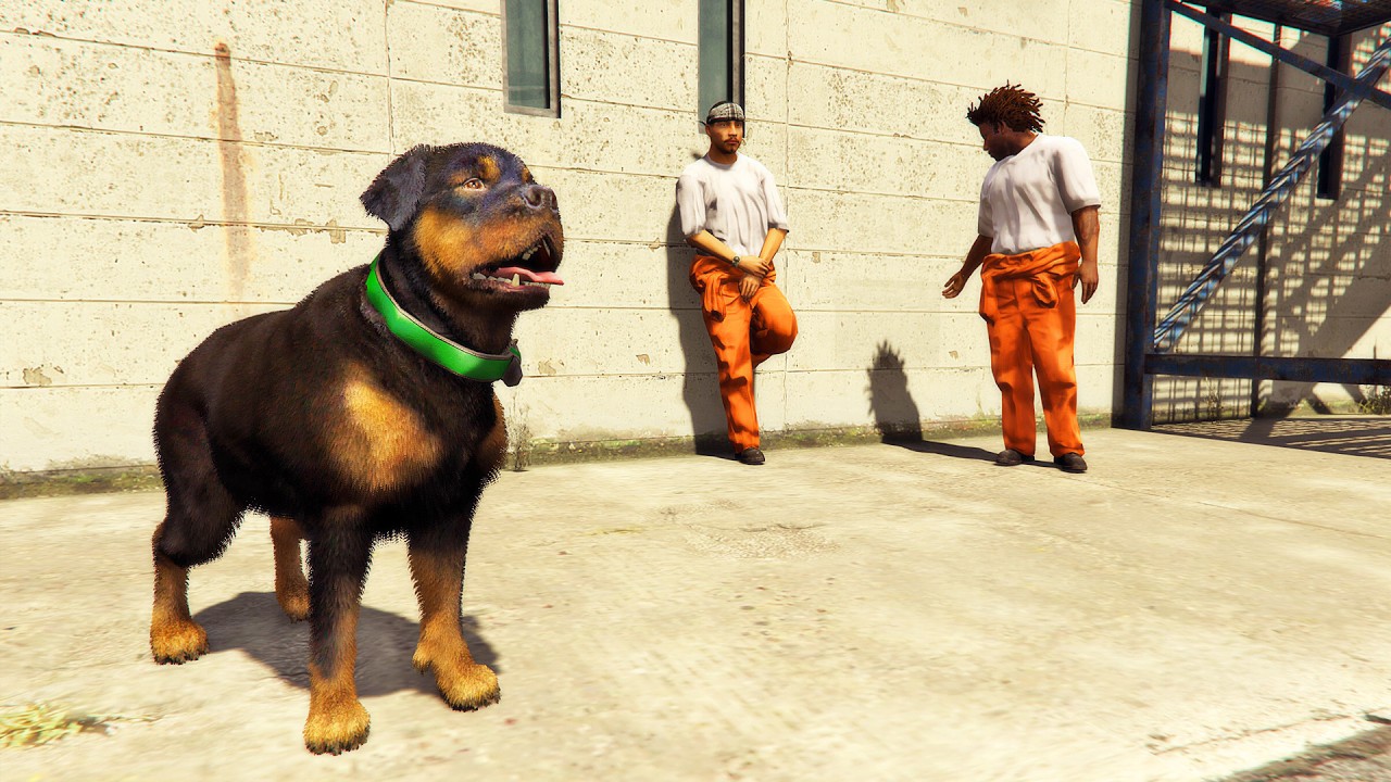 قراند 5 : هل يستطيع الكلب شوب الهروب من السجن ؟ | GTA V Chop Escapes Prison