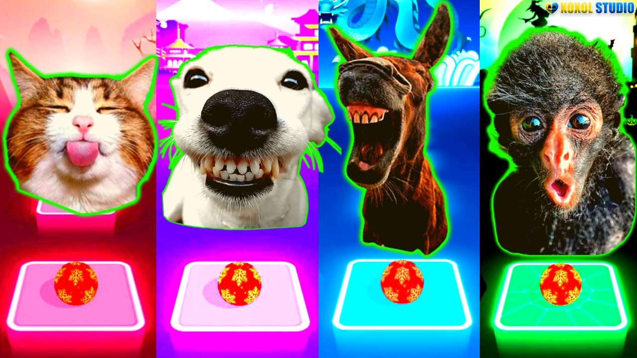 Memes Funny Video Animals Cats Dogs Cute Compilation Tiles Hop EDM Rush